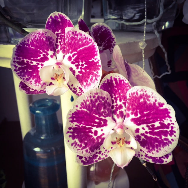#orchidsItaly