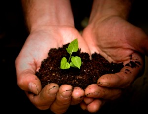 new-growth-in-hands-300x232